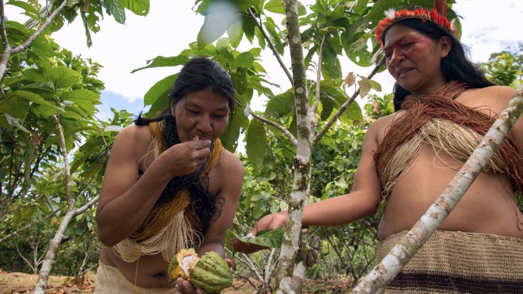 El cacao, la figura principal de la Amazonía